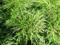 مای مرز